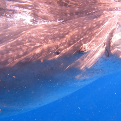 miniature - requin-baleine/Mexique/Cancun