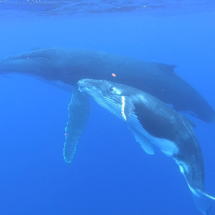 miniature - Baleine/mooréa/tahiti