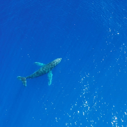 miniature - Baleines/drone/Tahiti/Moorea